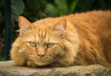 gatto di razza