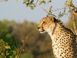 In corsa per la conservazione dei ghepardi, predatori a rischio estinzione ghepardi