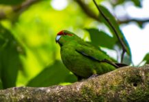 kakariki