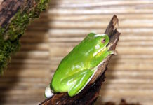 litoria