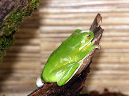 litoria