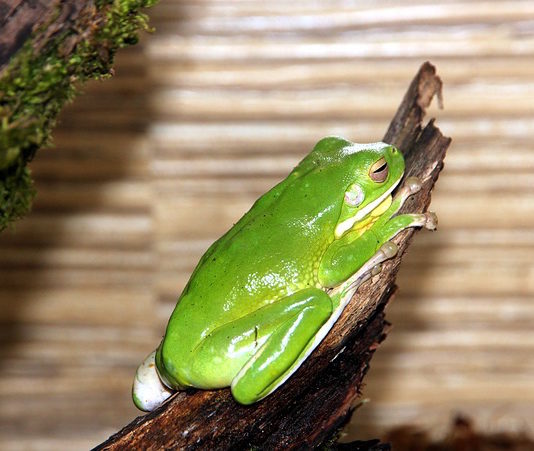 litoria