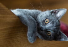 memoria del gatto