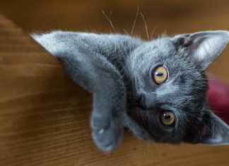 memoria del gatto