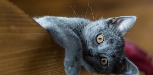 Come funziona la memoria di un gatto? scopriamolo insieme! memoria del gatto