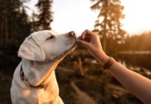 mutua veterinaria