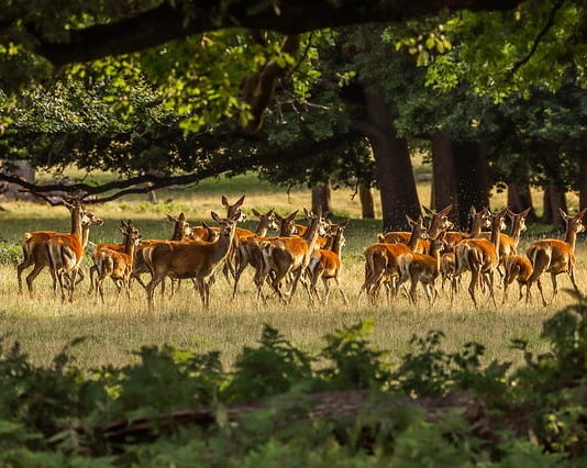 Parchi naturali e aree protette in Italia: qual è la normativa vigente? parchi naturali pacchetto natura