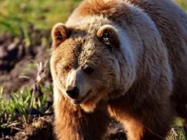 Riparte PASTURS, progetto per la convivenza tra grandi carnivori e pastori pasturs