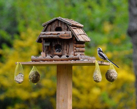 Arrivo di un nuovo volatile: perché la quarantena e come si attua a casa? quarantena