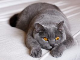 sterilizzazione del gatto