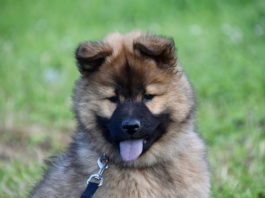 Sviluppo del cucciolo: quanto può influenzare sul suo comportamento? sviluppo del cucciolo