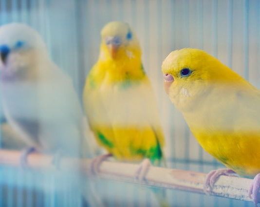 Tagliare le unghie ai canarini e ad altri volatili, ecco alcune regole! tagliare le unghie ai canarini