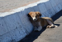 campagna anti-abbandono LNDC cani abbandono di animali
