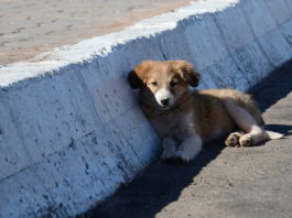 campagna anti-abbandono LNDC cani abbandono di animali