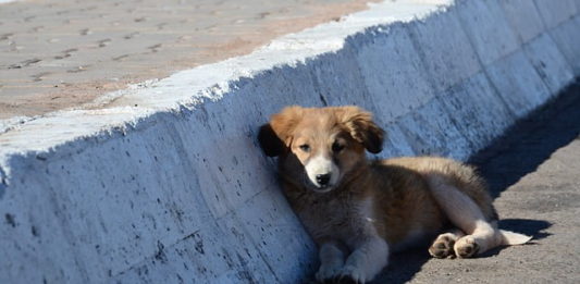 campagna anti-abbandono LNDC cani abbandono di animali