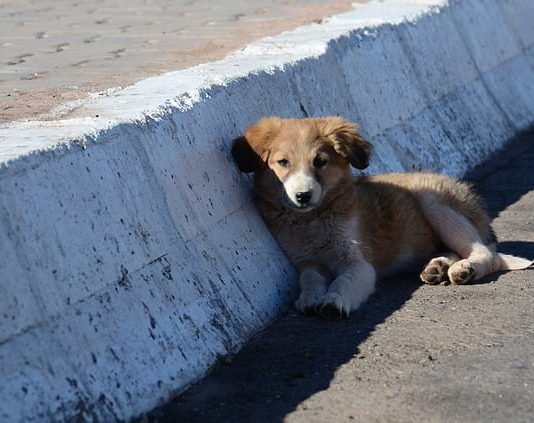 Abbandono di animali: una triste storia che si ripete ogni anno campagna anti-abbandono LNDC cani abbandono di animali