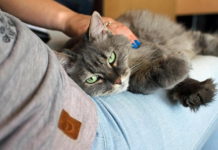anagrafe felina