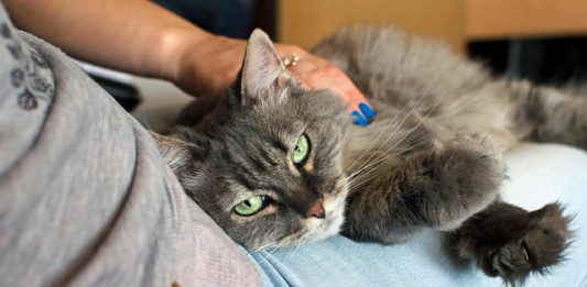 Lombardia verso l’Anagrafe felina e una mutua per “animali indigenti” anagrafe felina