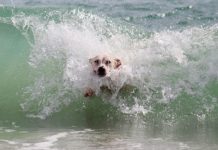 animali e vacanze