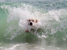 Animali e vacanze, un binomio in crescita grazie ai servizi pet friendly animali e vacanze