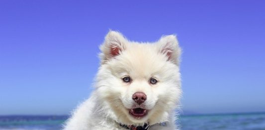 cucciolo in vacanza