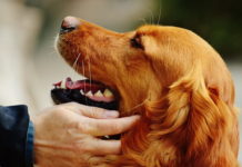 cane donatore di sangue