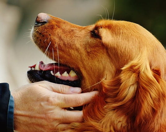 cane donatore di sangue