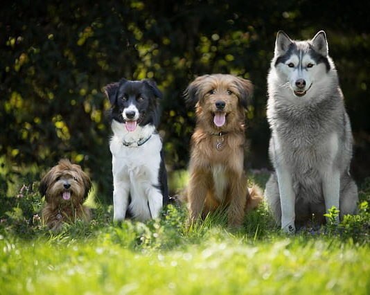 Aiuto!! Il mio cane in calore è scappato: cosa fare? cane in calore