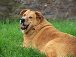 Un cane obeso è un cane più irritabile, parla una ricerca britannica cane obeso