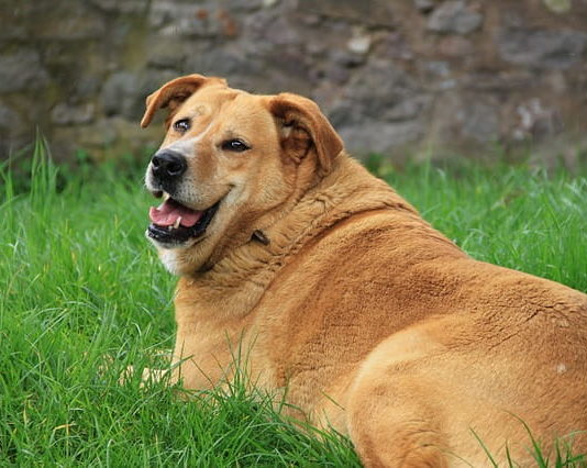 cane obeso