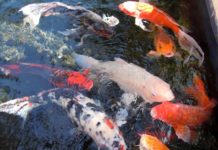 carpa koi