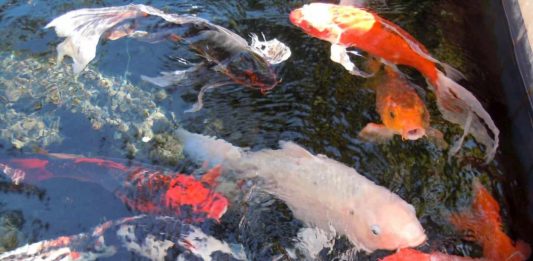 carpa koi