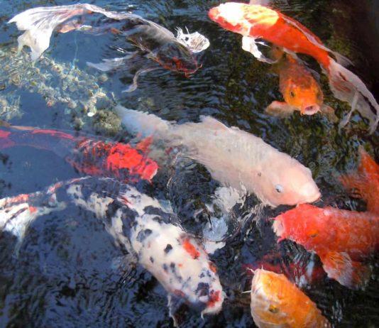 carpa koi