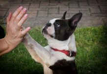 come comunicano i cani