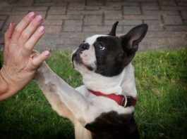 come comunicano i cani