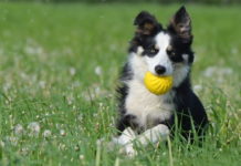 come mantenere in forma il proprio cane