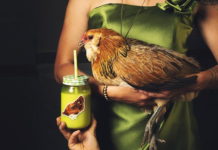 cosa mangia una gallina