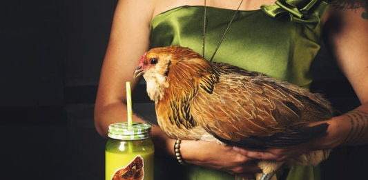 cosa mangia una gallina