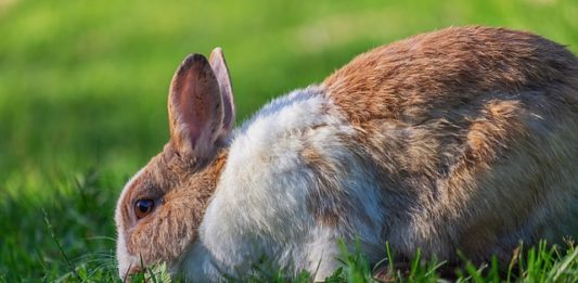 Dermatiti umide del coniglio: come affrontarle e risolvererle dermatiti umide