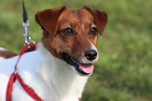 prostata del cane 2