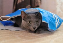 esigenze del gatto
