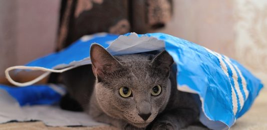 esigenze del gatto
