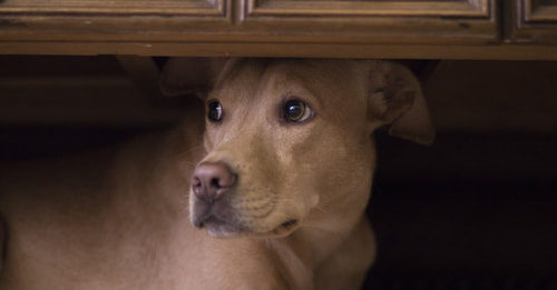 Feste estive e fuochi d’artificio: come tutelare cane e gatto? feste estive