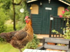 Una gallina come pet: tutto quello che serve sapere! gallina come pet