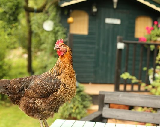 gallina come pet