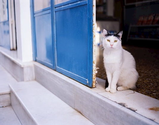 Il gatto in vacanza: ecco tutto quello che c’è da sapere gatto in vacanza
