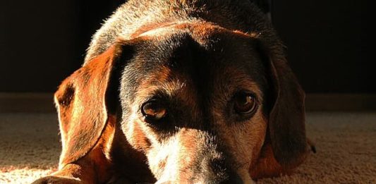 maltrattamento animale