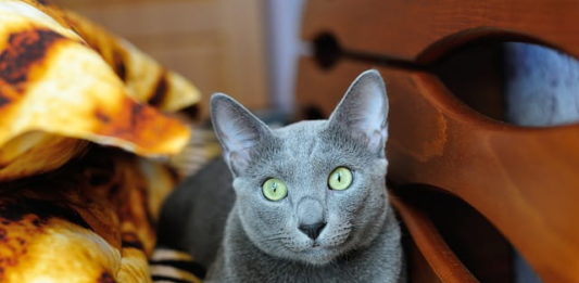 marcatura del territorio