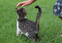 mediazione animale