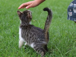mediazione animale